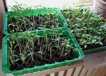 Chile seedlings