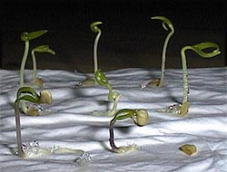 Seedlings, 3 days after germination