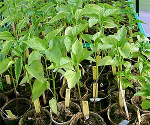 Seedlings, 6 Weeks after Germination