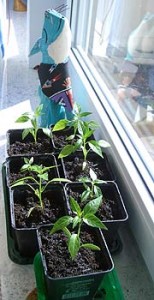 Seedlings getting used to Sunlight