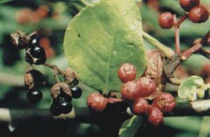 Sichuan Pepper Plant