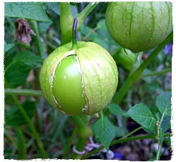 Tomatillo 