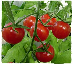 Tomato (Variety: Sweet 100)