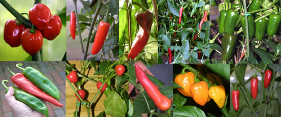 Chile Pepper Varieties