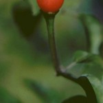 Chiltepin Germination Failure