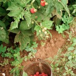 Sweet Heat: It’s raspberry picking time!
