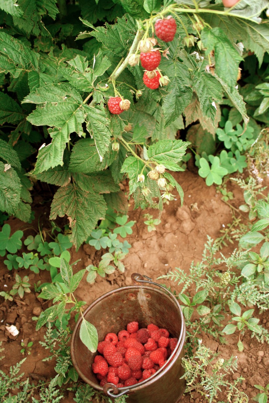 Raspberry bushes