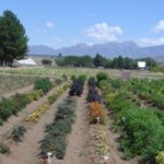 CPI Demo Garden