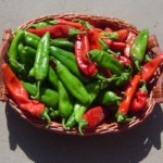 New NuMex Varieties from NMSU
