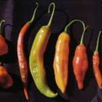 Baccatum Bacchanalia! Growing and Cooking with Ají Chiles