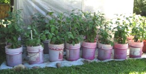 Chiles in Containers