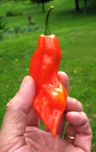 Demon Habanero 