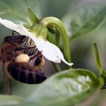 Pepper Plants Benefit from Bees in More Ways than One