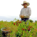 The Myth of Hatch Chiles