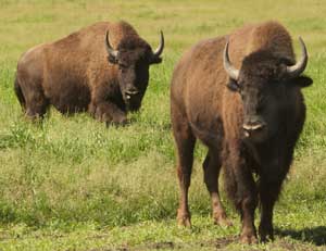 Bison...the other red meat.