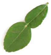 kaffir Lime Leaves