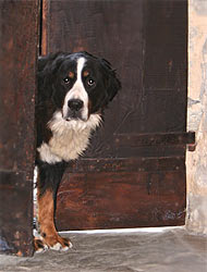 Heidi