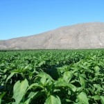 NM Chile Crop to Be Excellent