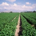 Report from the Chile Fields, Part 2