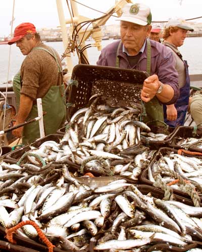 Sardine Fishing in Portugal