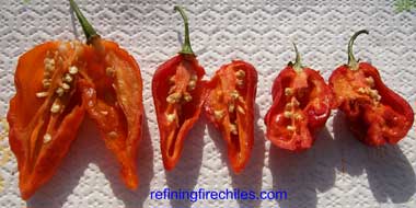 Three pods cut open to show seeds and placenta.