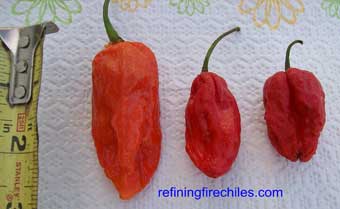 Naga Morich pods