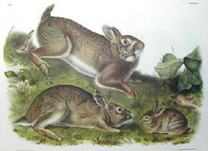 Audubon's Cottontail Rabbits