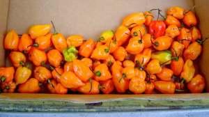 goat peppers