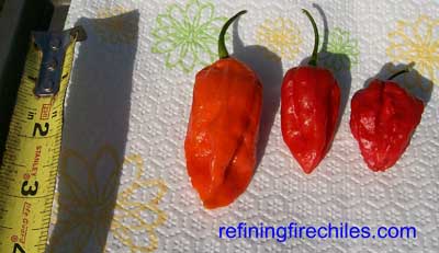 "pimply" texture of three different chiles