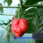 The Rare Trinidad 7 Pot Superhot Chile