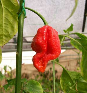 A confused 7 Pot pod!