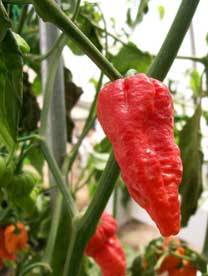 7 Pot pod with Naga characteristics