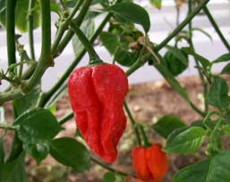 A more traditional 7 Pot pod shape