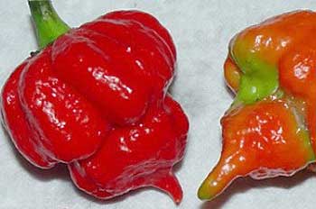 Trinidad Scorpion pods