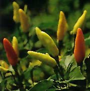Chile pepper plant