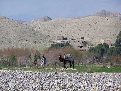 A camel in front of a typical Afghan farm.