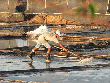 Salt Harvesting