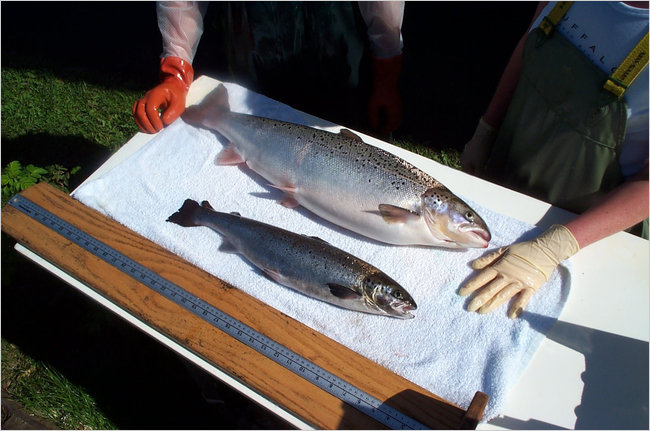 GMO Salmon from Aqua Bounty