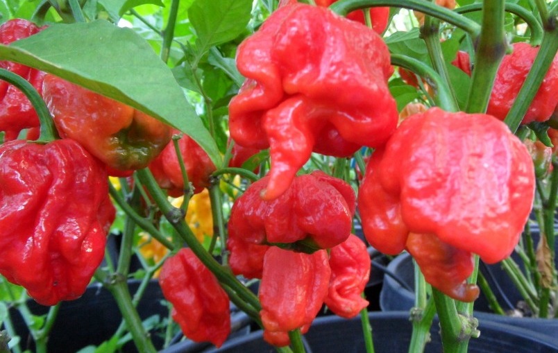 Trinidad Scorpion Group