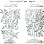 Ginnie Peppers in England, 1597