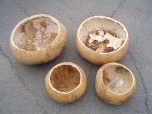 Gourds Being Fashioned Into Guajes