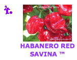 Habanero Red Savina