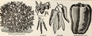 Peppers-Page-in-Livingston-Seed-Catalog-1893_small