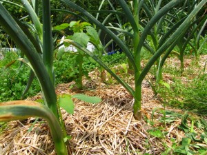 straw mulch