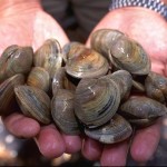 smoked-clams