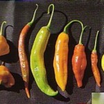 Historical Accounts of South American Chiles