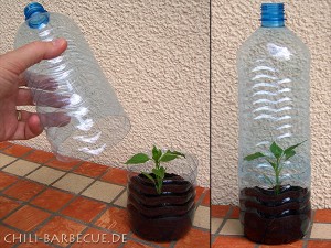 bottle greenhouse